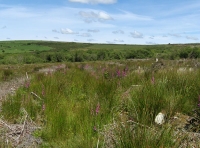 Coed Preseli - SOLD photo 4