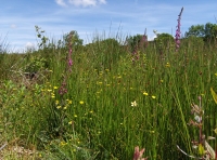 Coed Preseli - SOLD photo 5