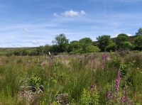 Coed Preseli - SOLD photo 6