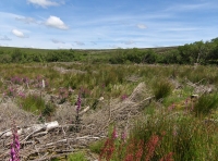 Coed Preseli - SOLD photo 7
