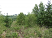 Coed Rhostir - Heath Wood - SOLD