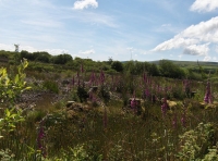 Tan-y-Clawdd - SOLD photo 4