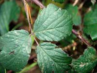 bramble plant