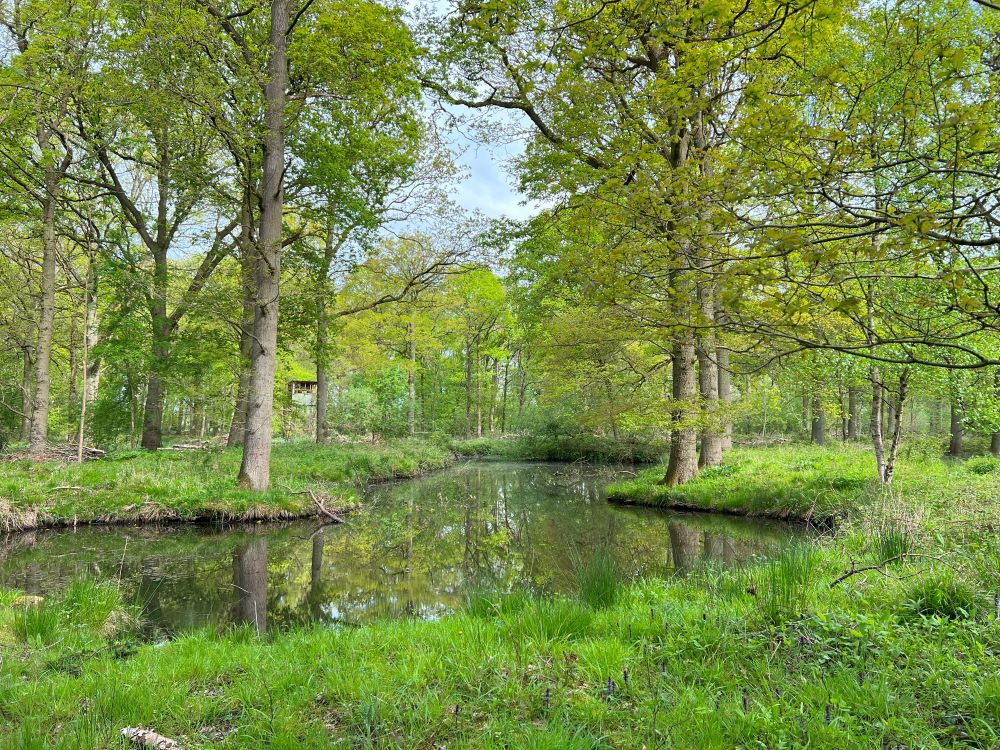 View over the pond towards the hide, surrounded by mature oak trees
