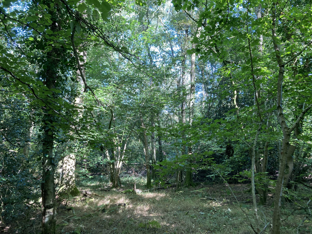 Dappled sunlight pierces through the canopy