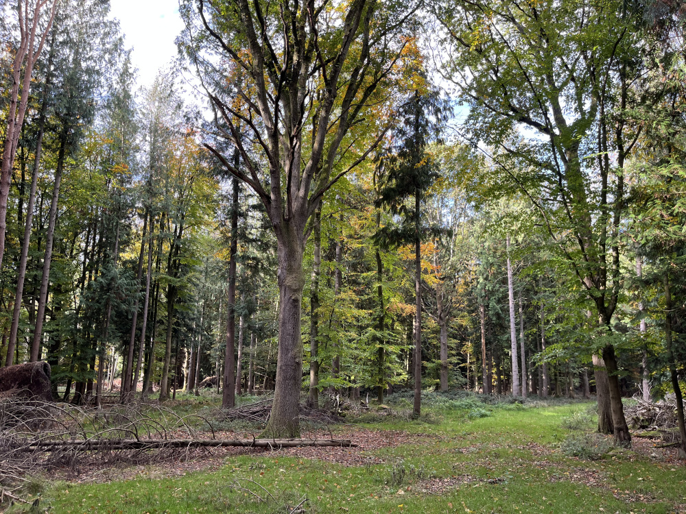 Oak dominates a clearing