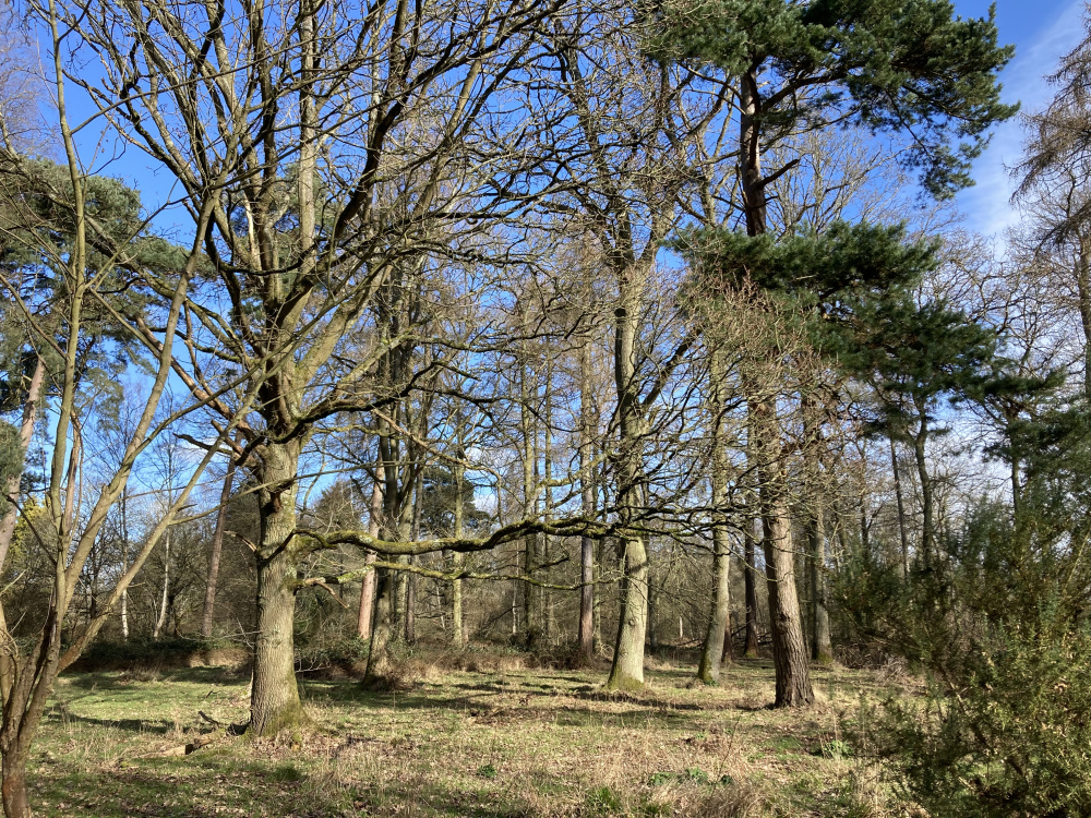 Oak in a clearing