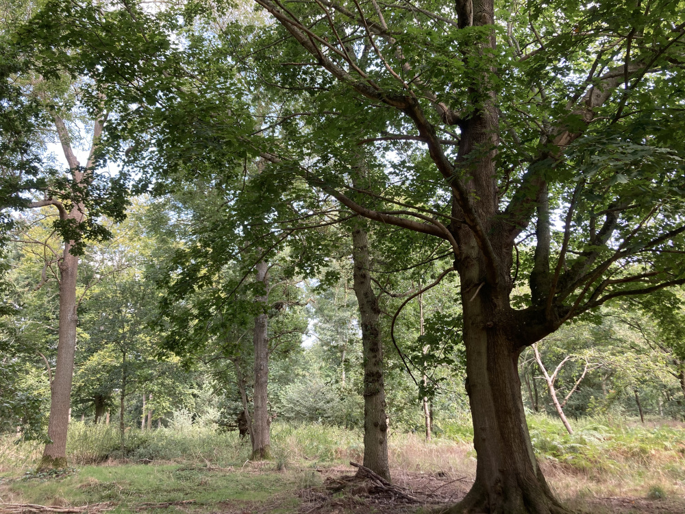 Natural clearings beneath oak