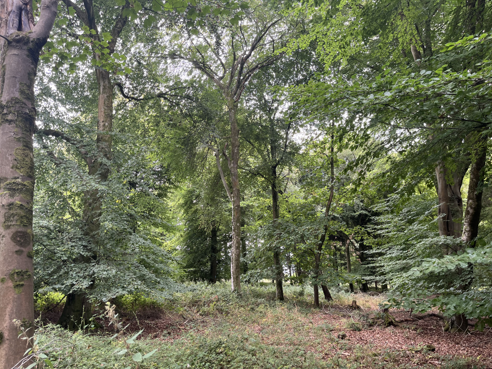 Cool under the summer canopy