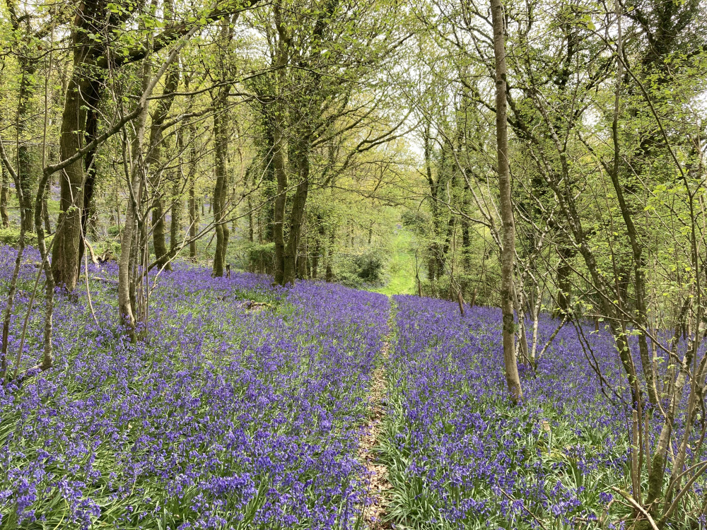 Springtime in the woods