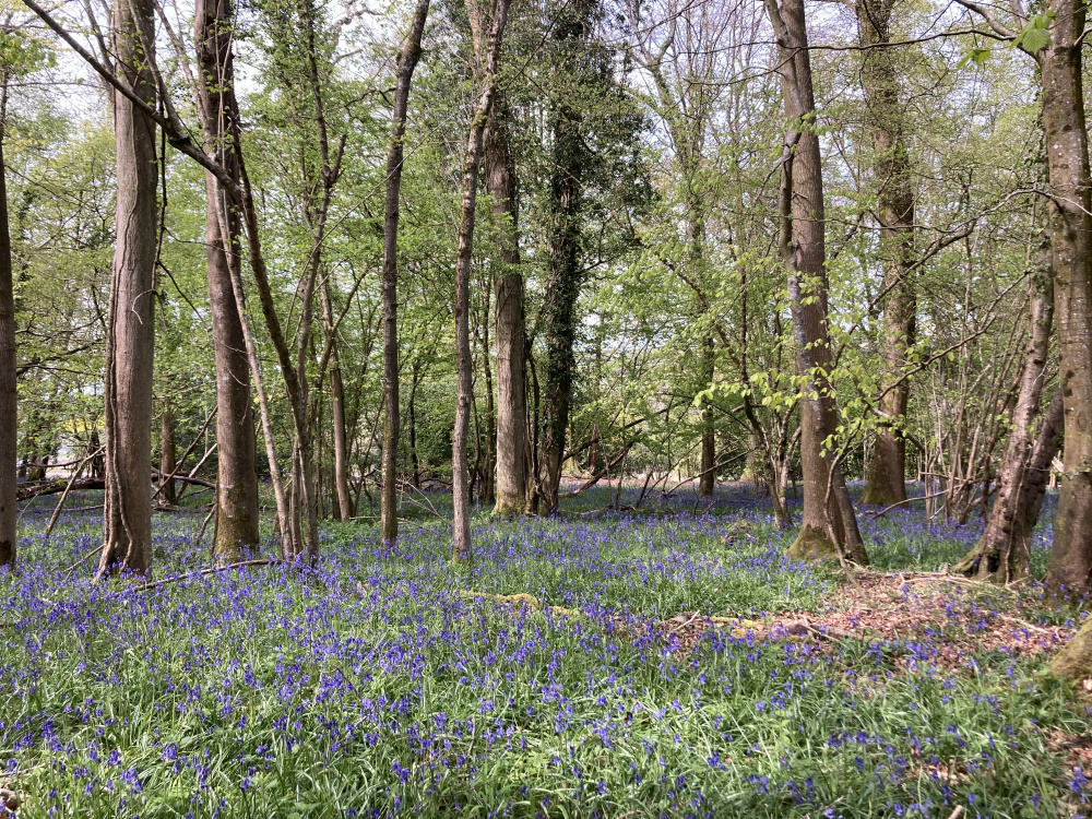 Sandyhills Wood: a classical UK woodland scene