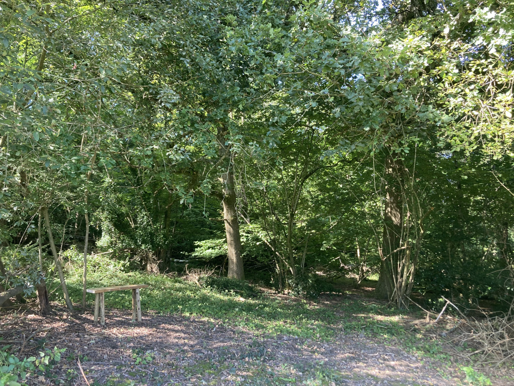 Rustic bench, close to where the meadow meets the woodland.