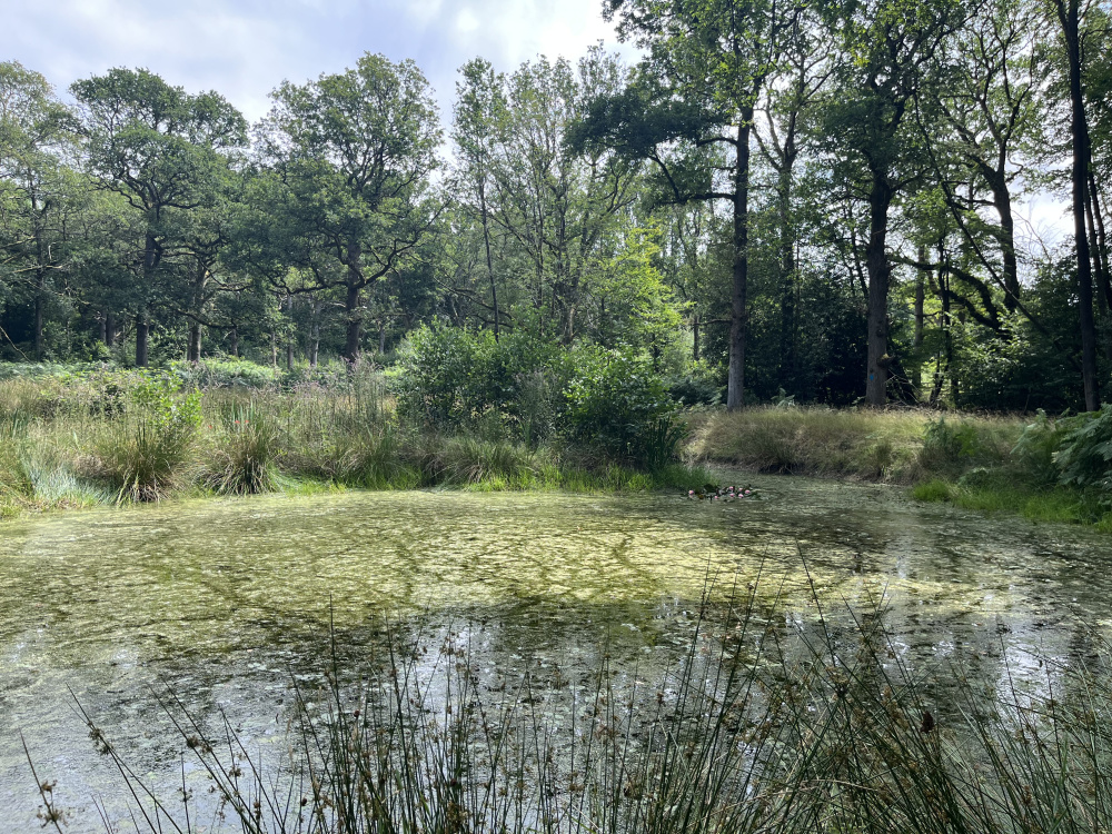 A sizeable pond attracts wildlife