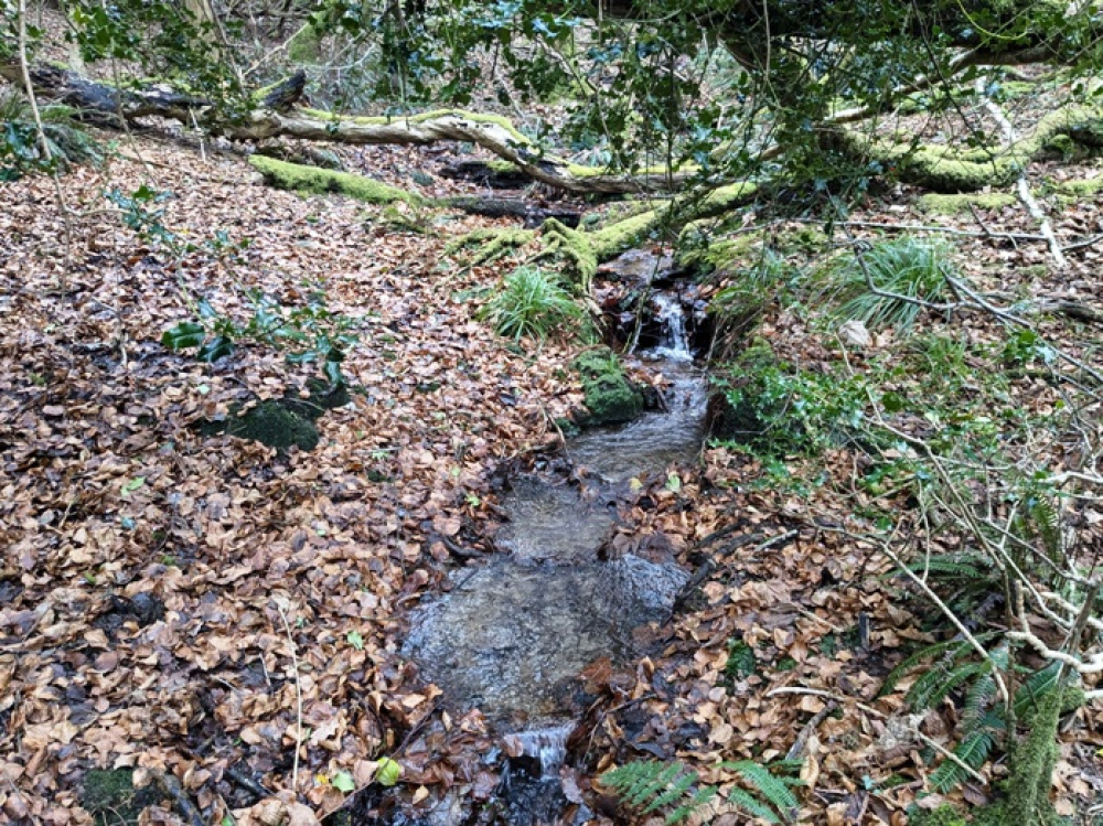 Picturesque stream within Glynn Wood