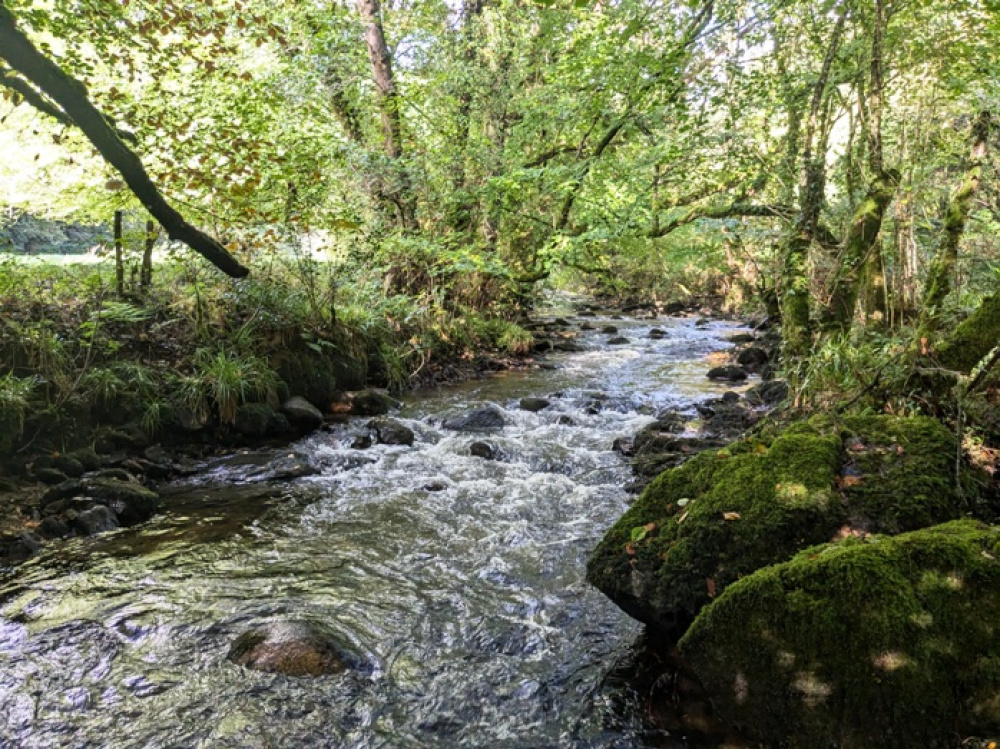 Leafy river bank along the river Bedalder