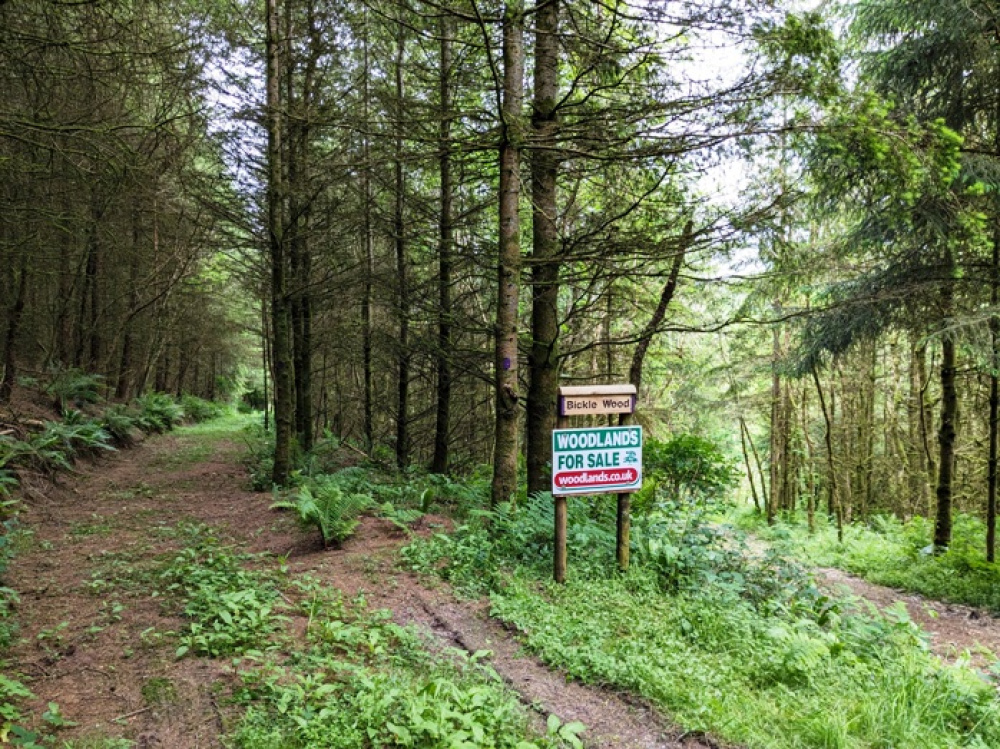Showing the start of the woodland