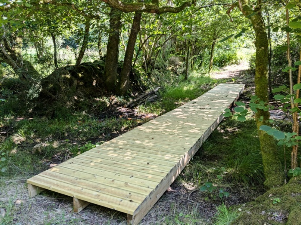 Boardwalk through the trees