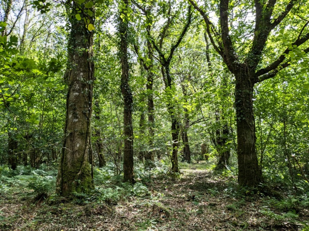 Larger oak trees