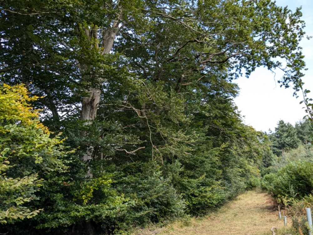 Mature beech trees along the western boundary