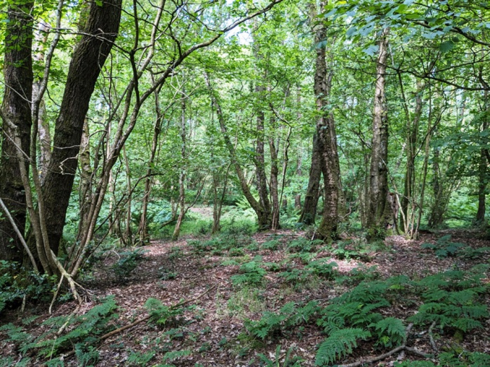 Appealing mature woodland