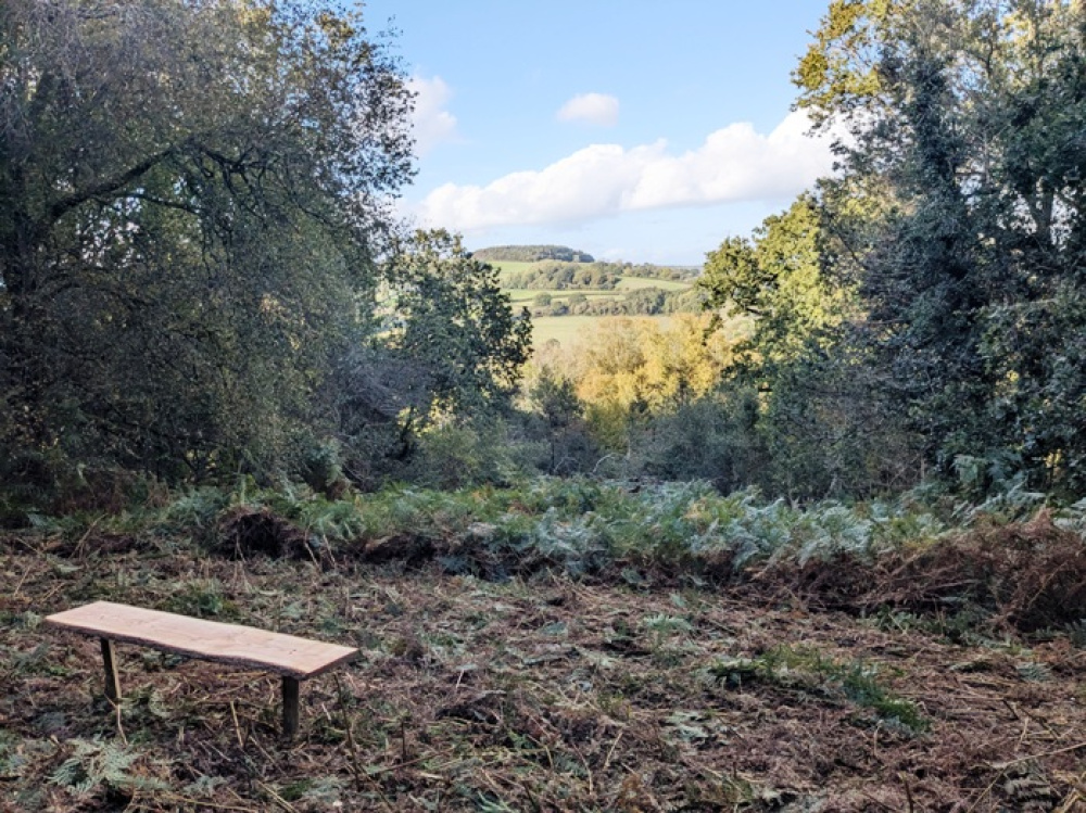 Bench in a clearing