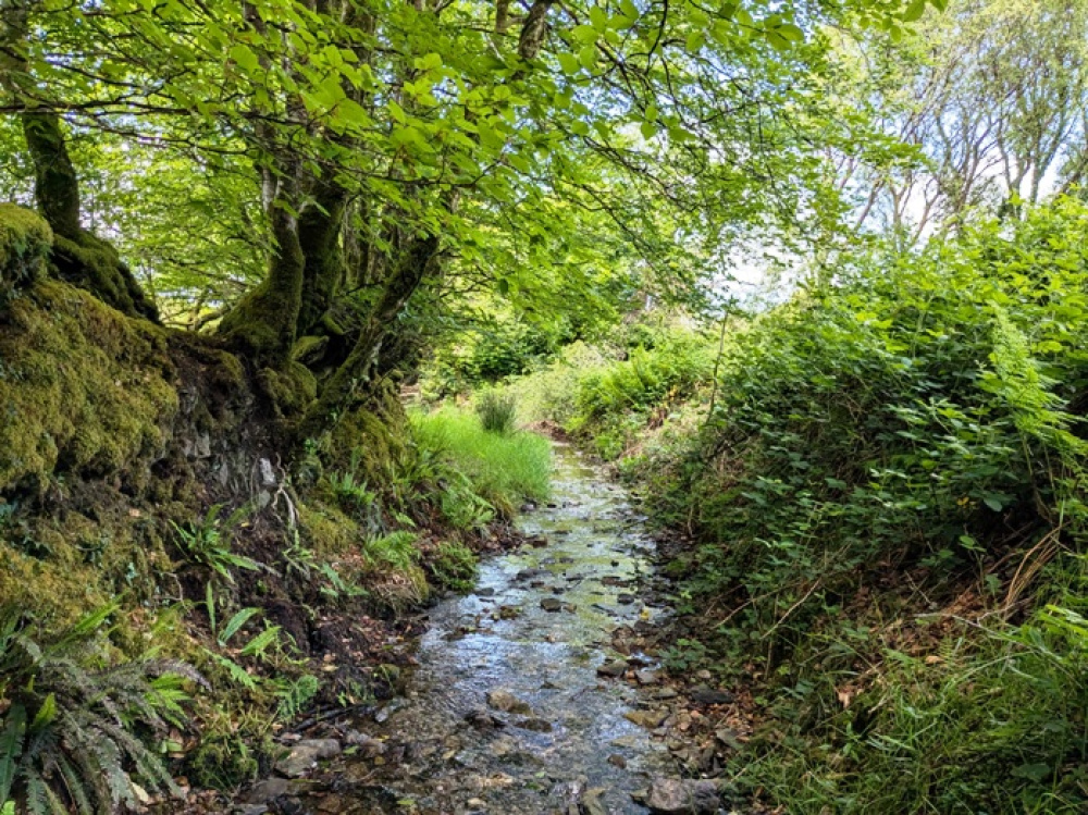 Attractive stream along part of the southern boundary