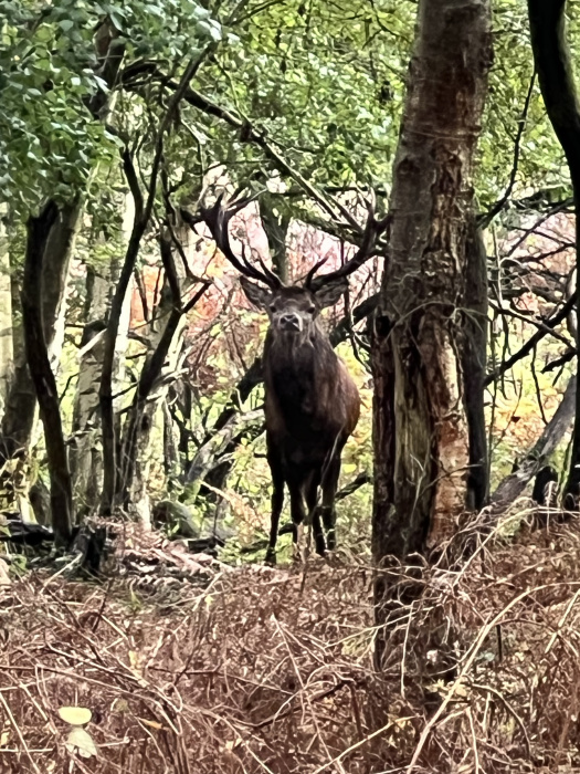 Red Stag. 