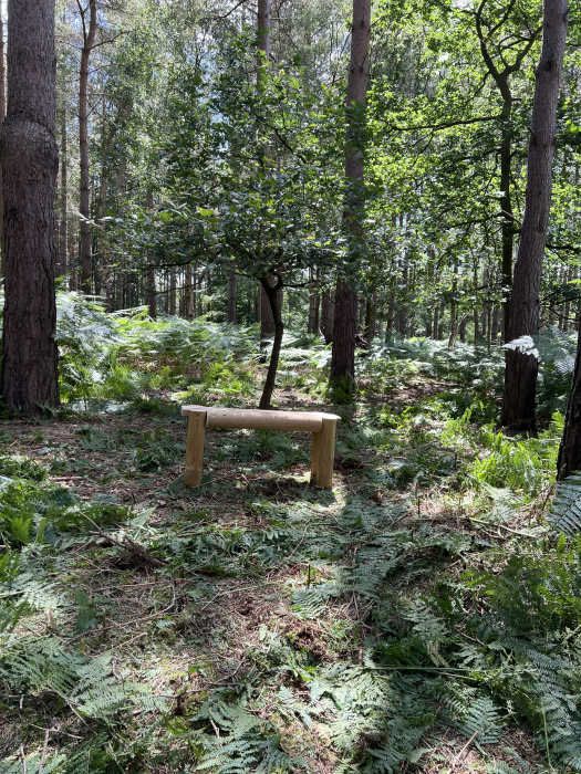 Bench under an Oak sapling. 