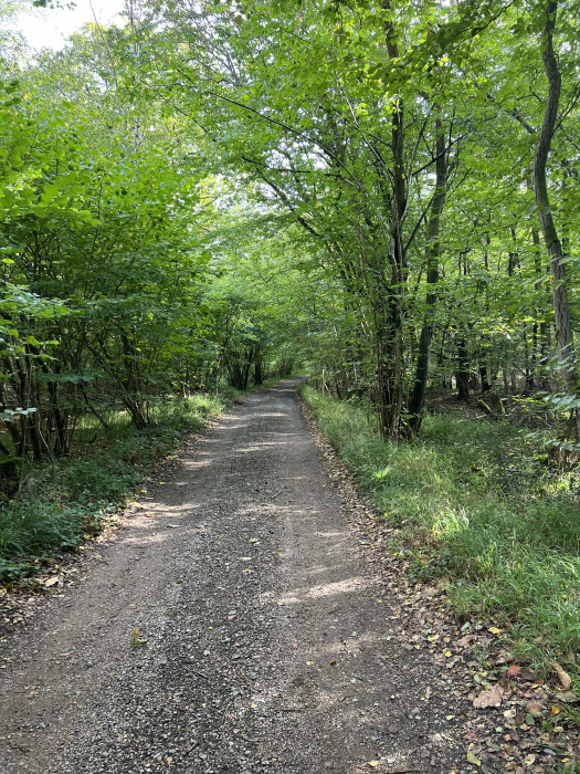 Track to the wood in summer. 