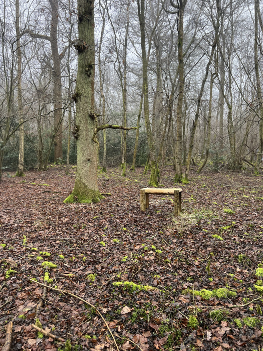 Bench in a clearing. 