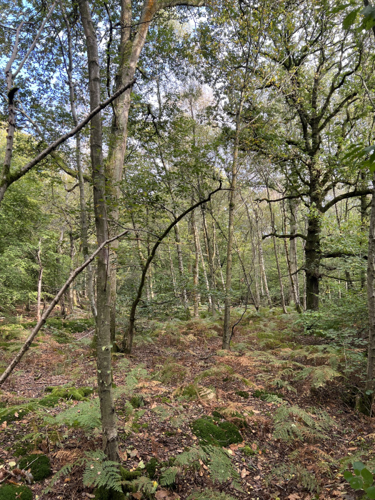 View through the woods. 