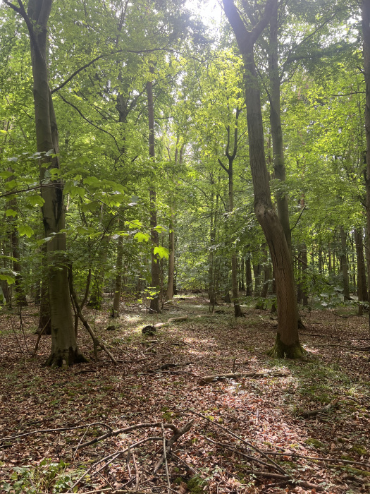 Sunlight through the trees. 