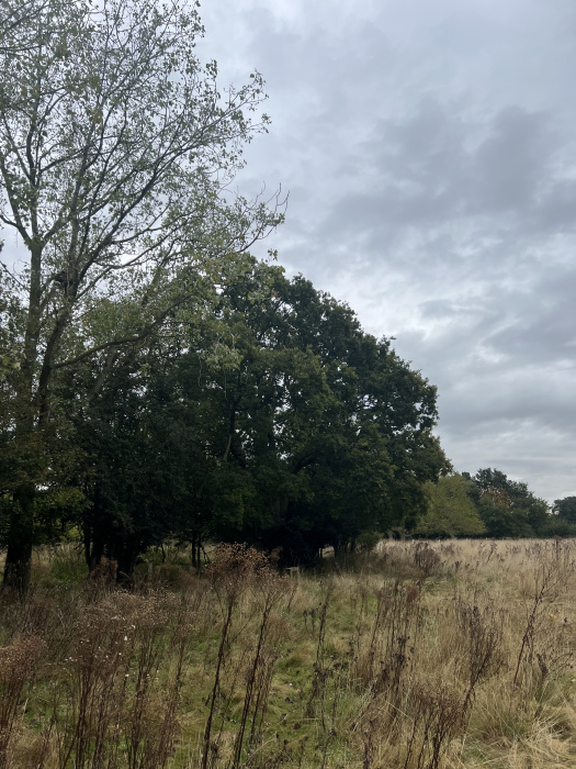 Large Oak trees. 