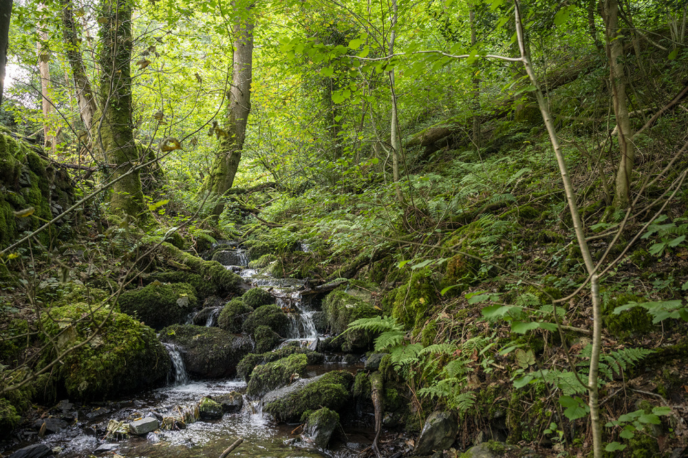 Down the steep bank you will find the Stream 