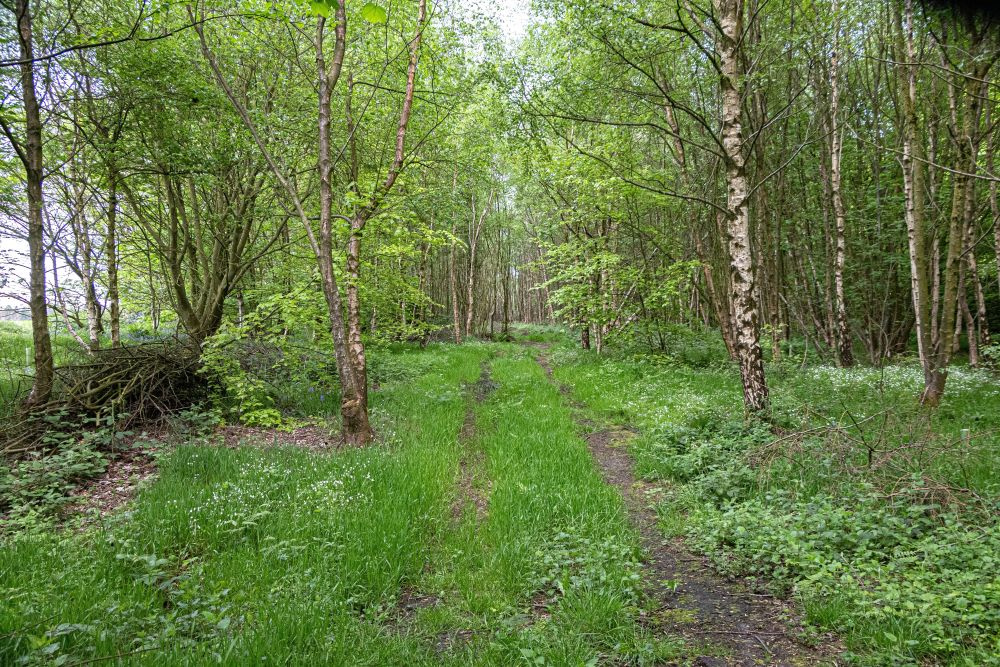 Access track running to the centre of the wood