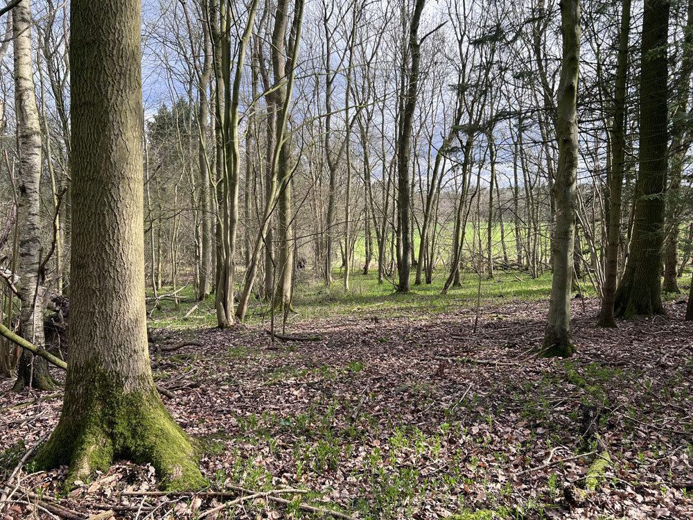 View to the western boundary, with farmland beyond