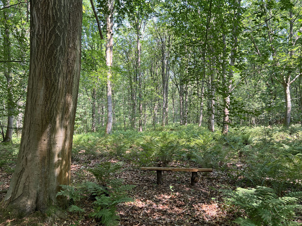 A rustic bench overlooking a fern-filled glade