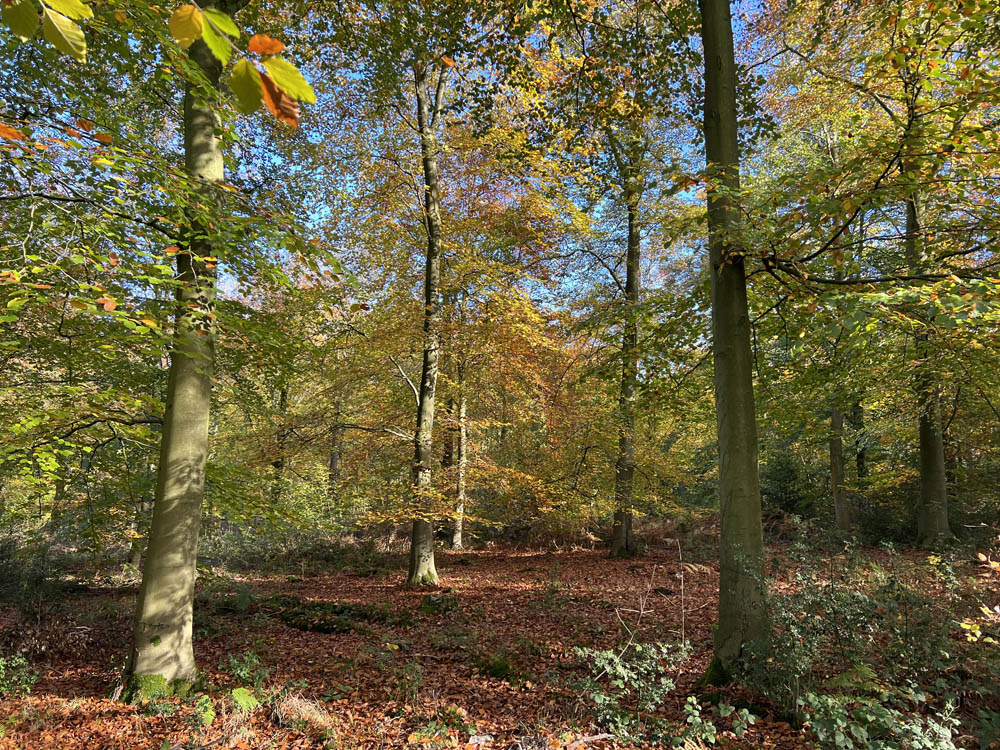 Stunning autumn colours