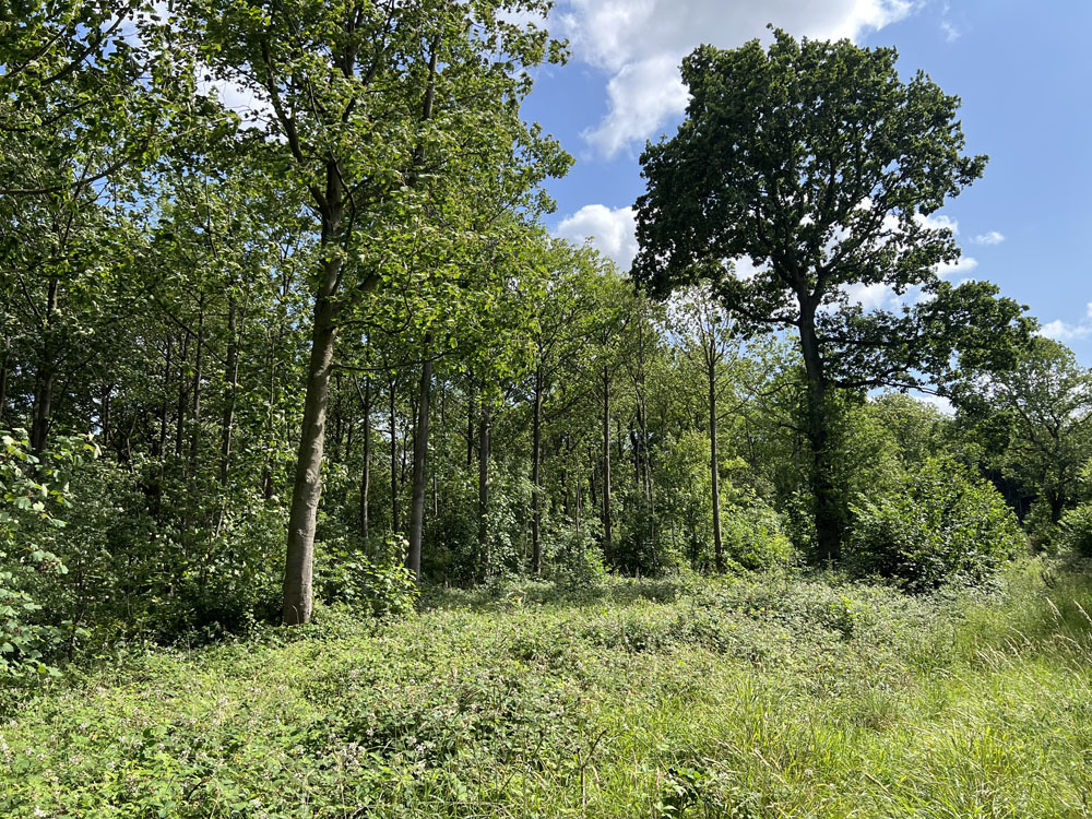Looking up the ride to the large oak
