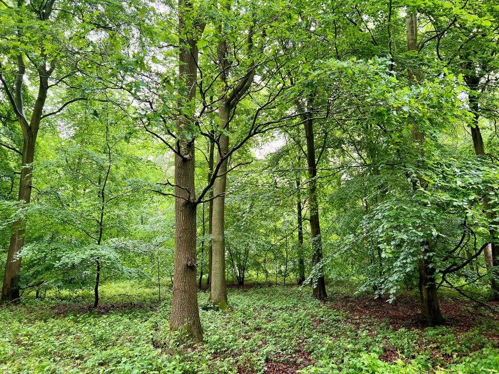 Large old oak and beech trees. 