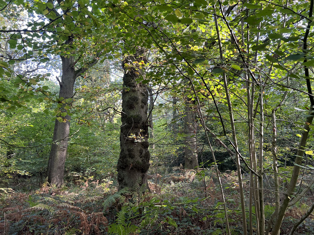 Characterful oak tree with coppiced hazel