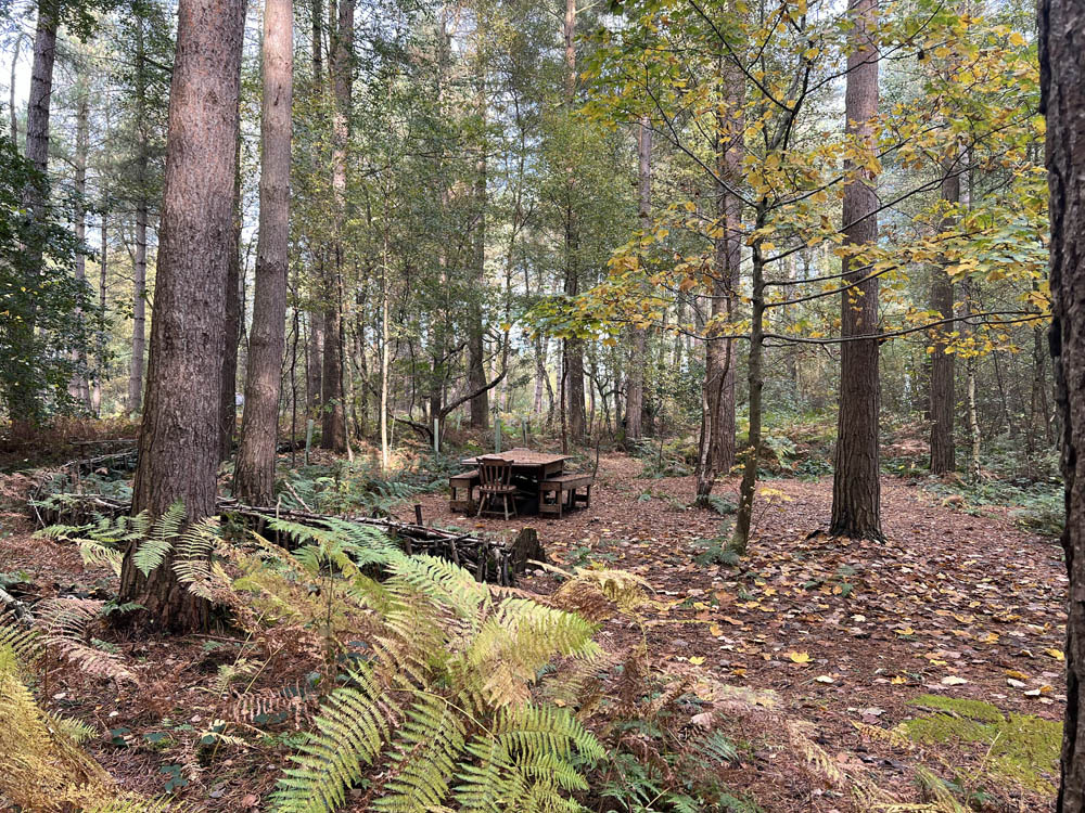 A glade with table and chairs