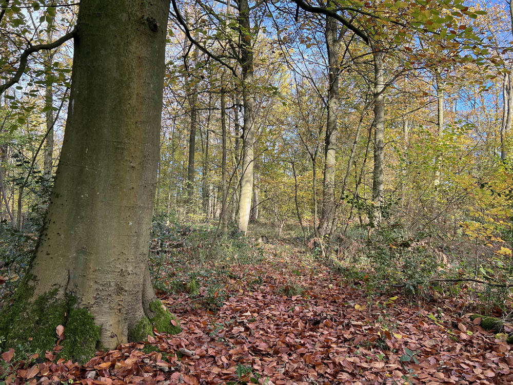 Passing a mature beech tree