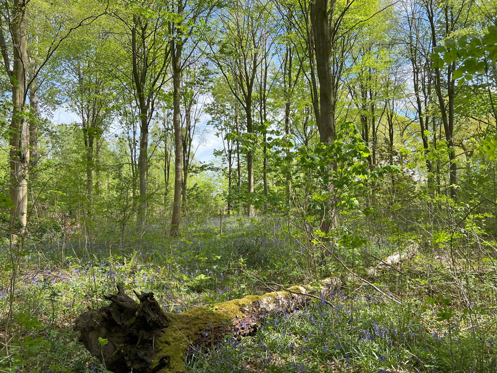 The first flush of green in Spring