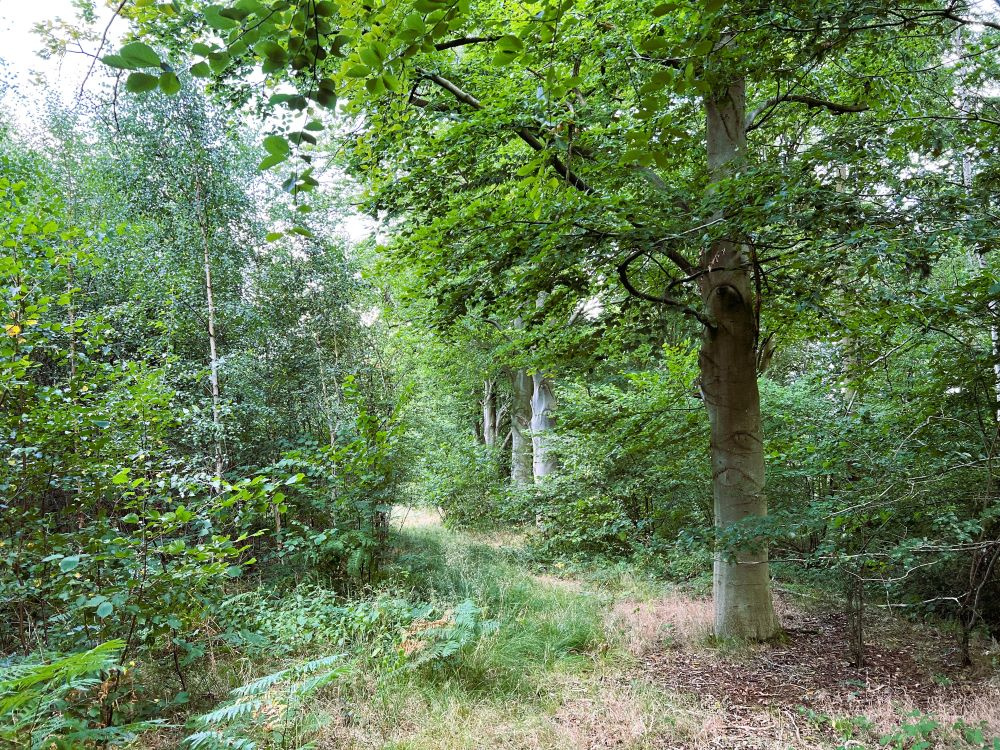 Path beside some nice beech trees. . 