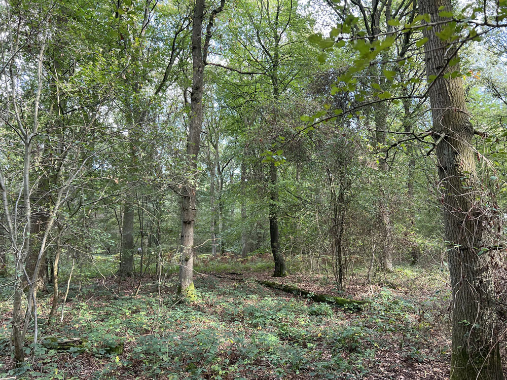 The red of a Scots pine, in contrast to the surrounding beech