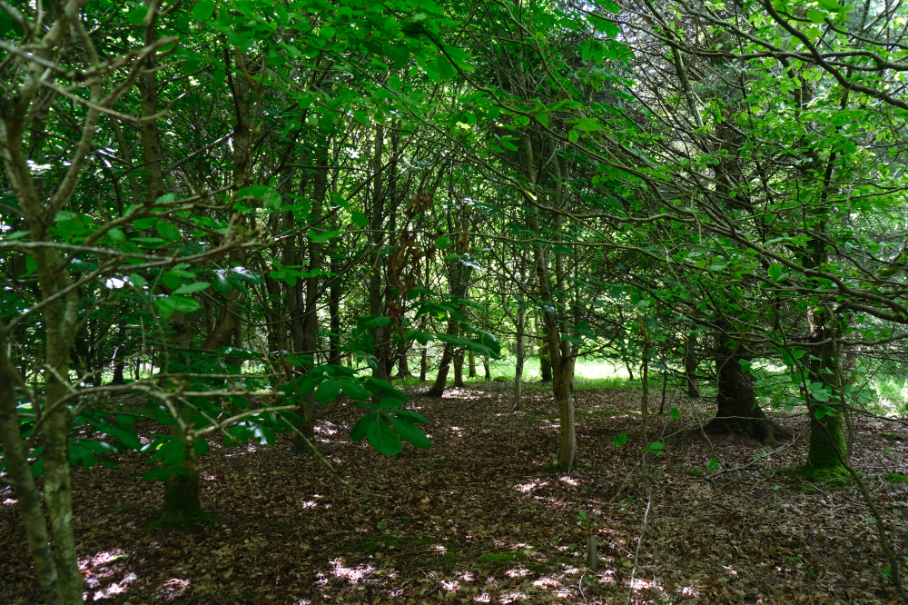 Well spaced trees