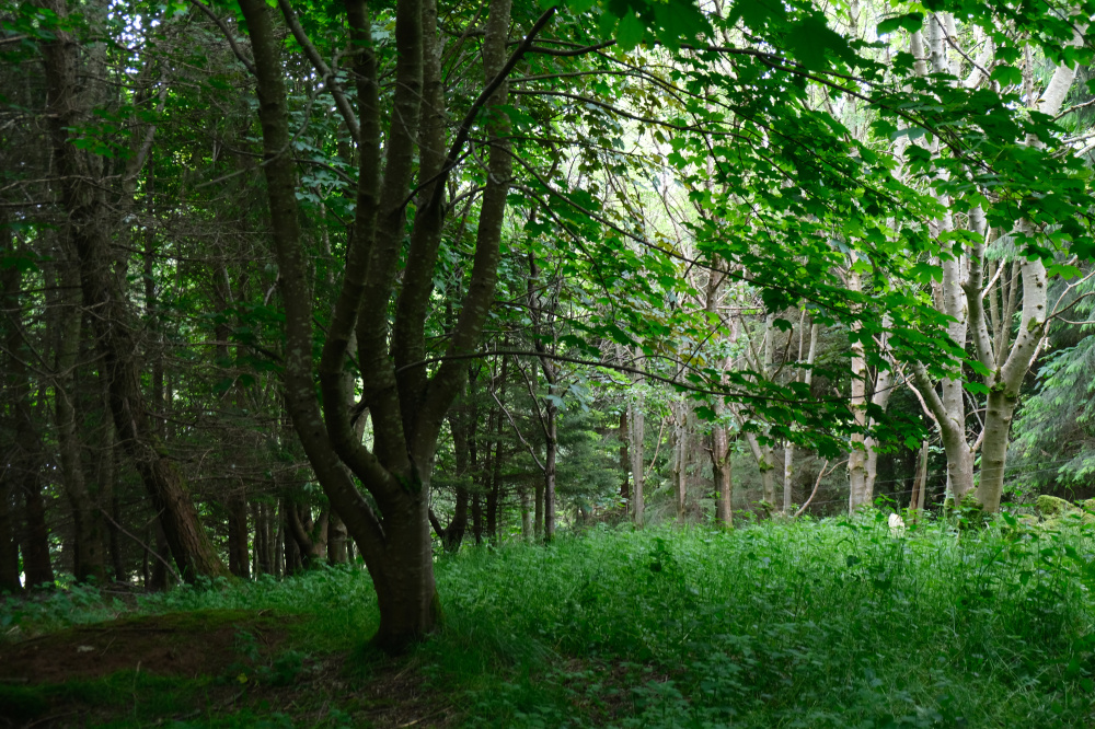 Green understory