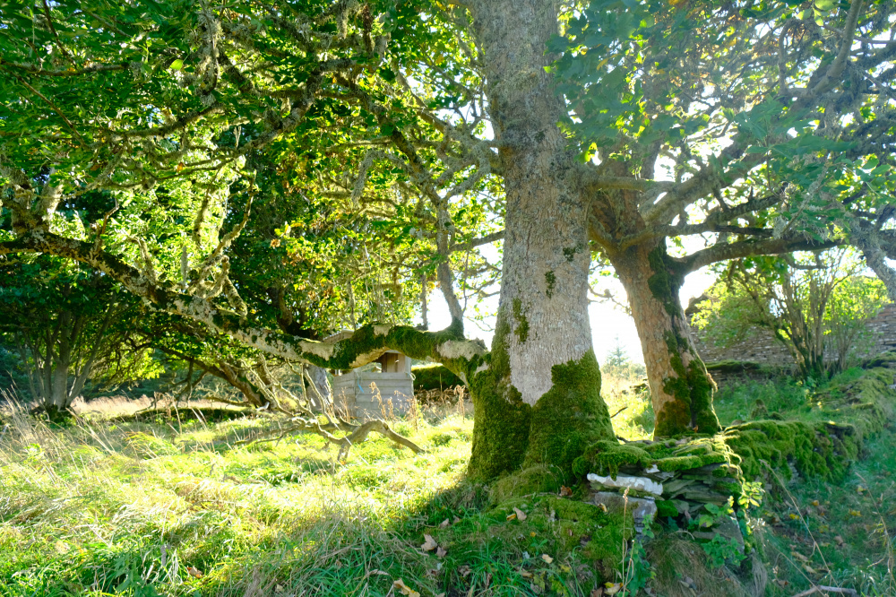 Old croft