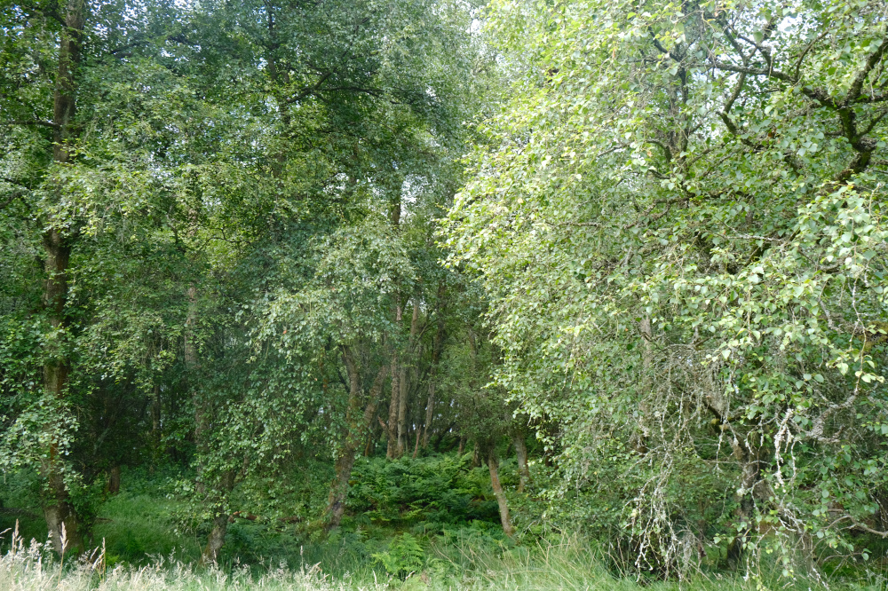 Birch